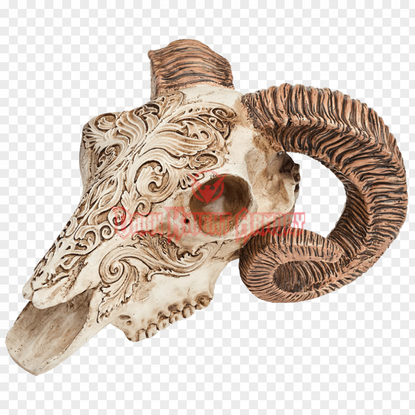 Skull Scrimshaw Human Horn Bone PNG
