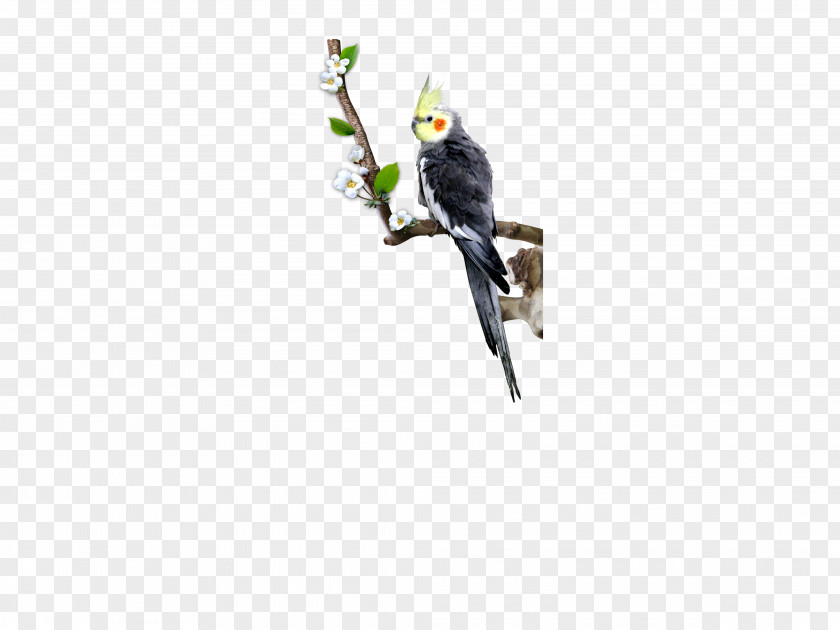 Standing On The Branches Parrots, Animals, Birds Parrot Bird Beak PNG