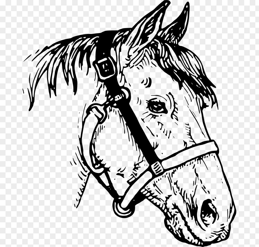 Steed Horse Drawing Clip Art PNG