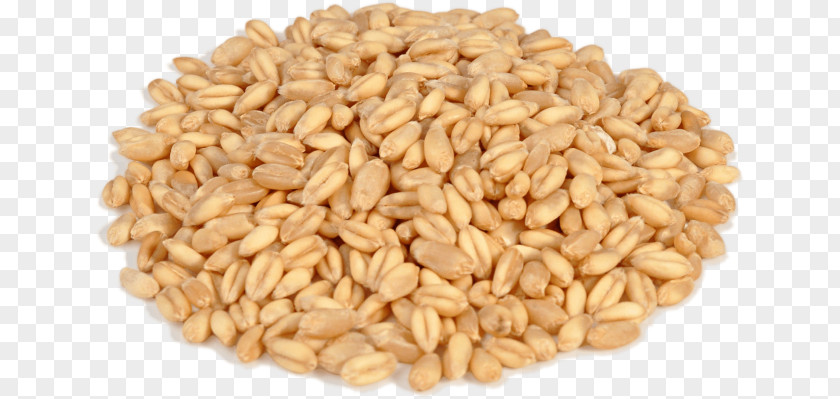 Barley Oat Spelt Emmer Whole Grain Khorasan Wheat PNG