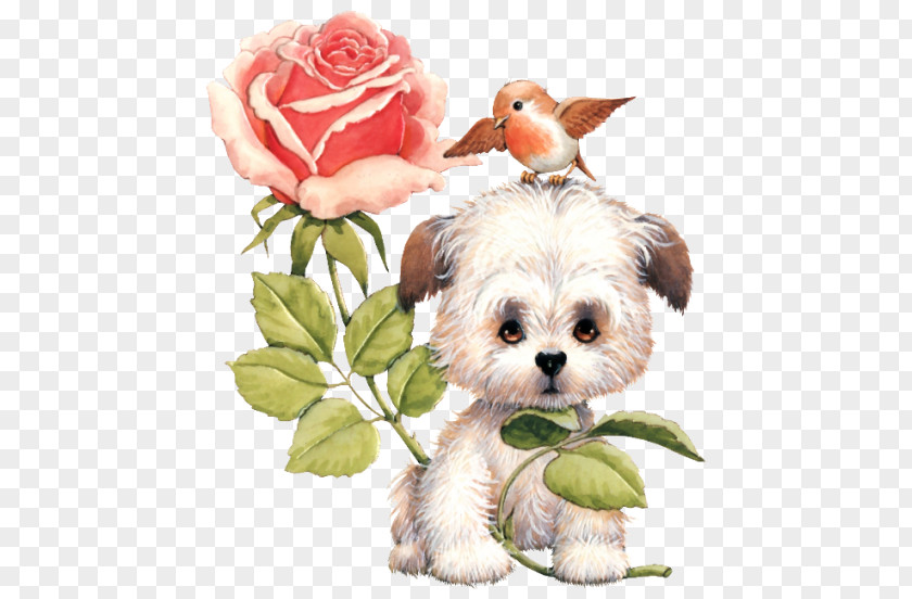 Dogrose Morkie Schnoodle Havanese Dog Shih Tzu Puppy PNG