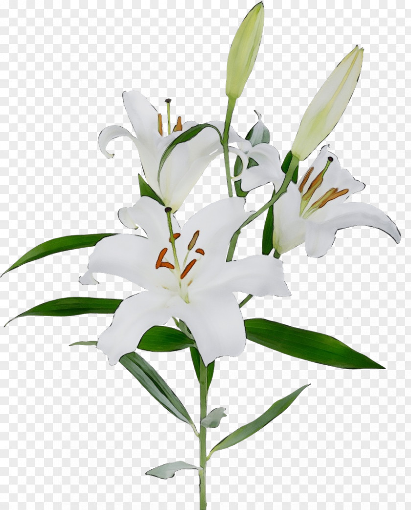 Flower Lily Plant White Stargazer PNG