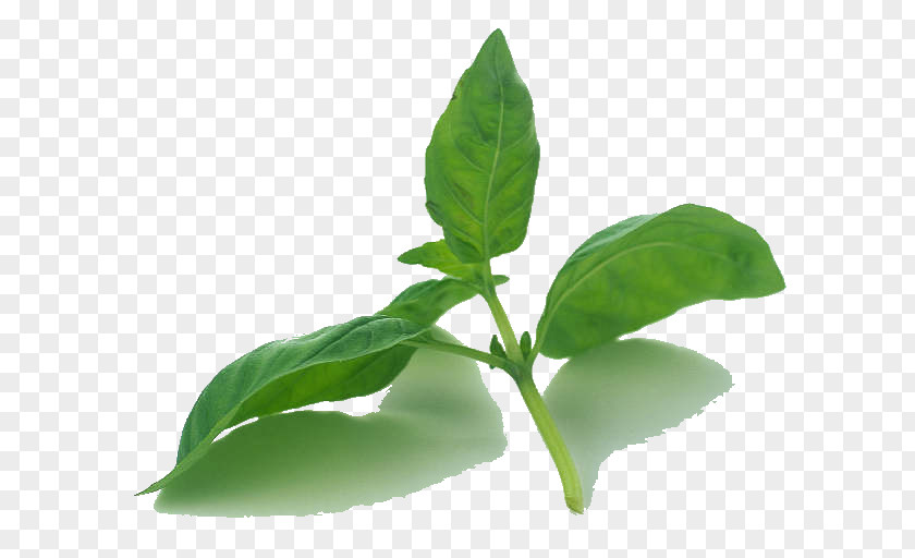 Leaf Basil Plants Mint Herbaceous Plant PNG