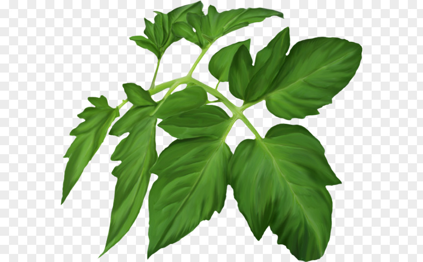 Leaf Herbaceous Plant Clip Art PNG