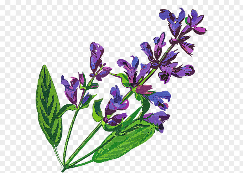 Lili Flower English Lavender Aromatherapy Ready For The Day Ahead Common Sage Egyptian Lotus PNG