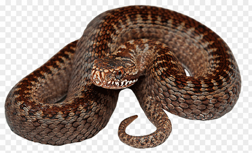 Snake Rattlesnake Vipers King Cobra PNG