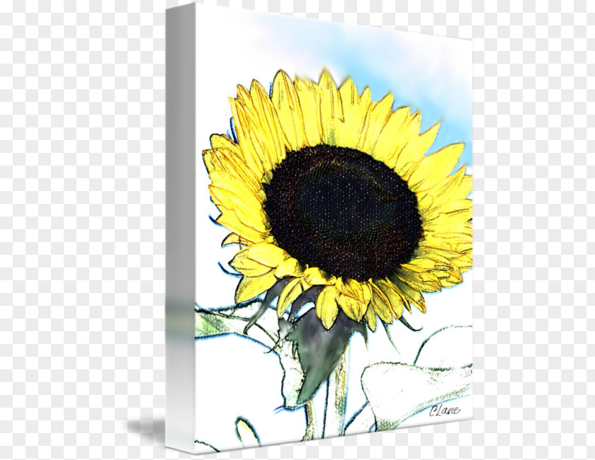 Sunflower Landscape Common Seed M Greeting & Note Cards PNG