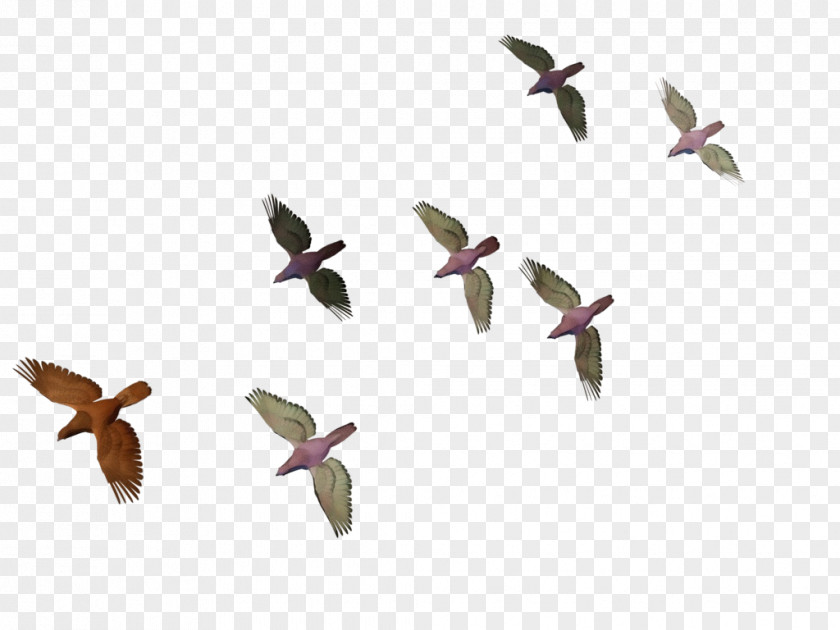 Animal Figure Plant Bird Flock Migration Wing PNG