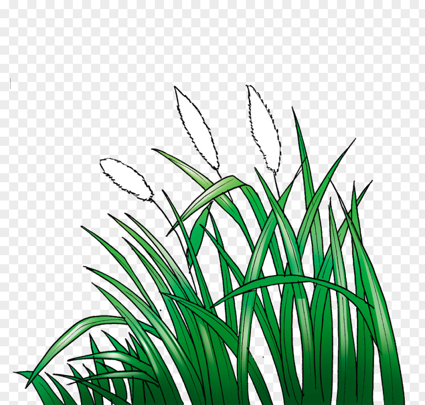 Animation Lawn Cogon Grass Sketch PNG
