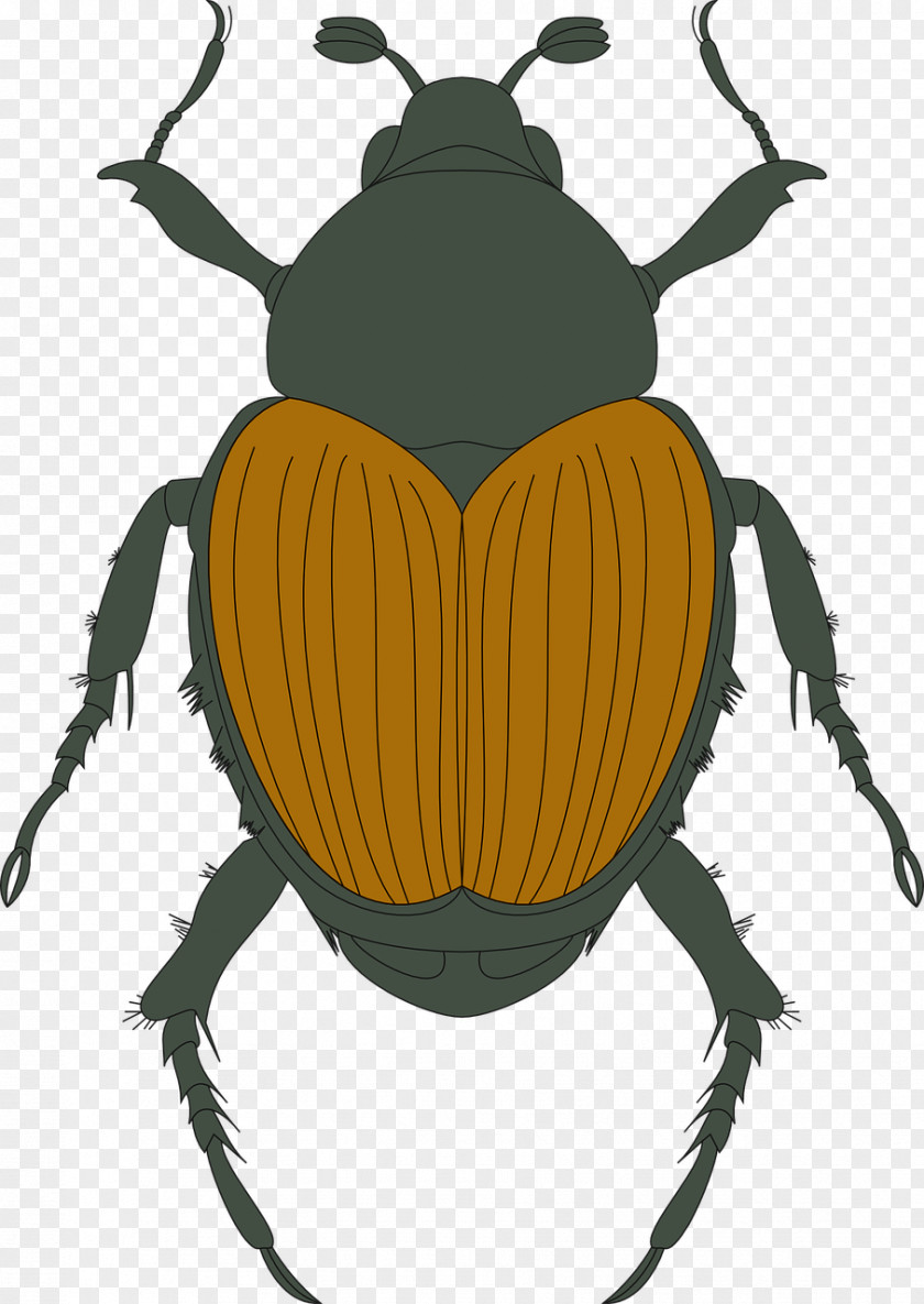 Beetle Photography PNG