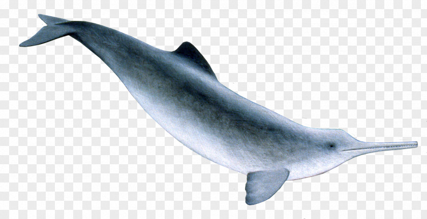 Dolphin Common Bottlenose La Plata River White-beaked Short-beaked PNG