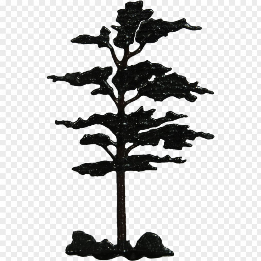 Fir-tree Tree Fir Woody Plant Conifers PNG