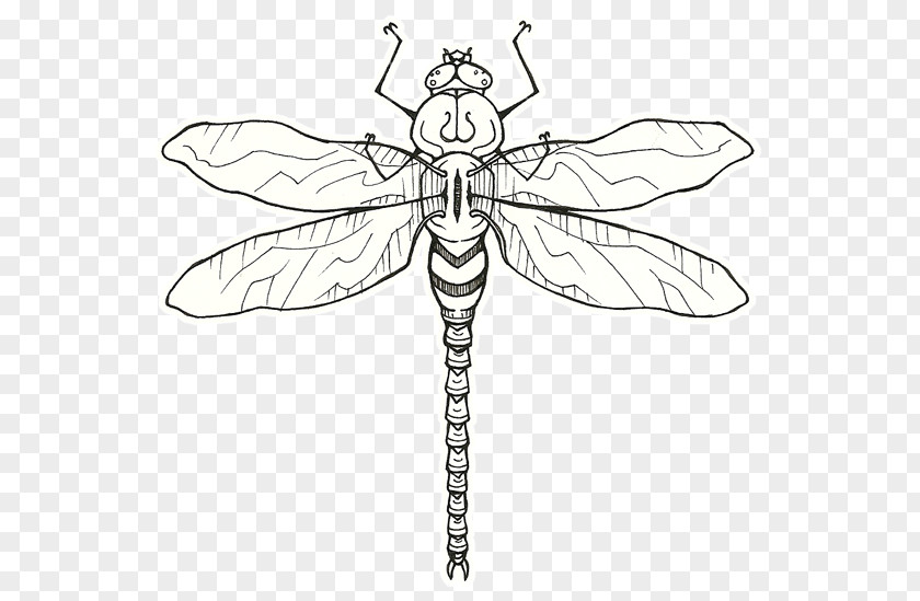 Insect Pollinator Line Art Clip PNG