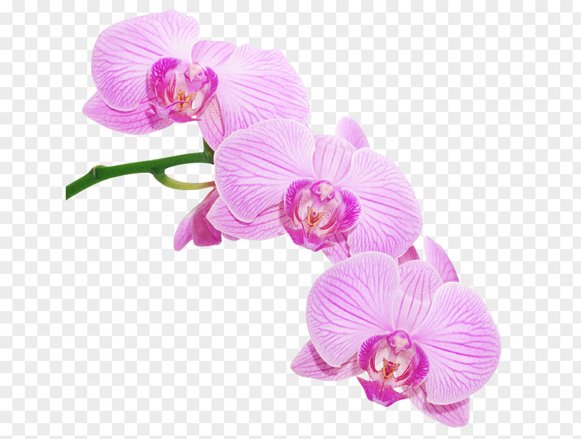 Moth Orchids Encourage Yourself PNG