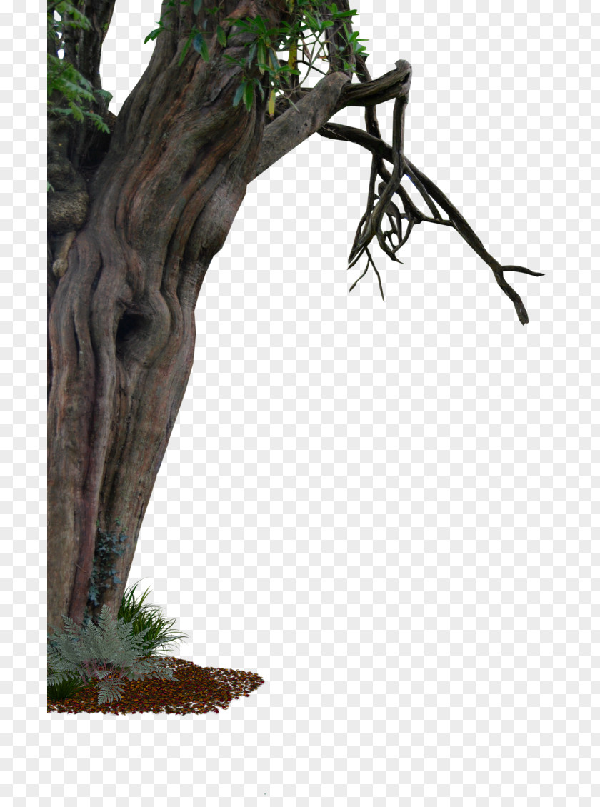 Tree Transparent Trunk Branch PNG