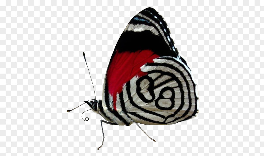 Butterfly Desktop Wallpaper Color Black And White PNG