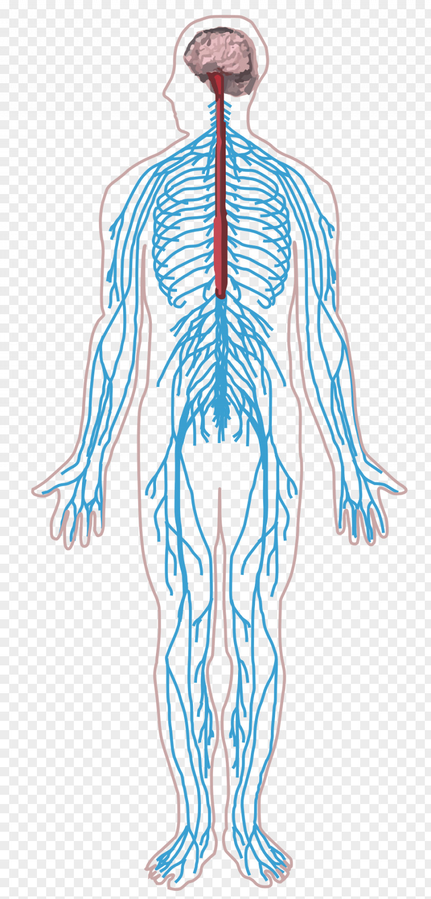 Nervous System Peripheral Nerve Human Body Central PNG