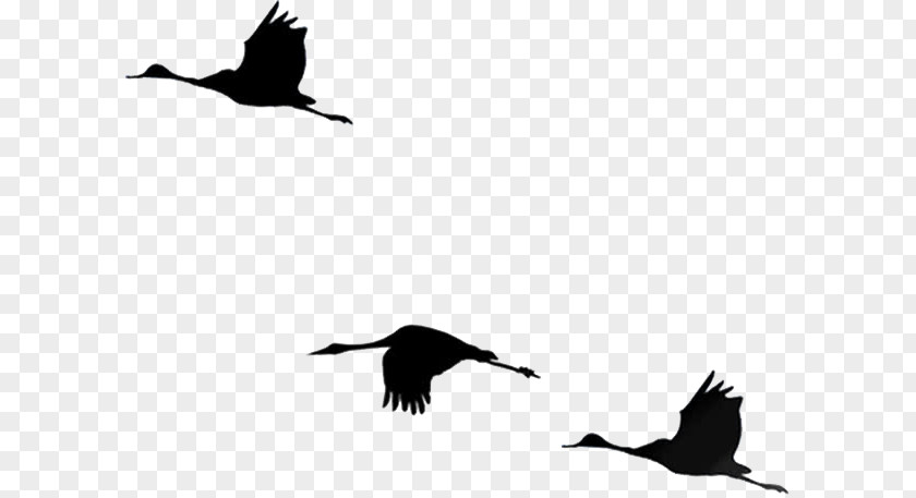 Silhouette Geese Bird PNG