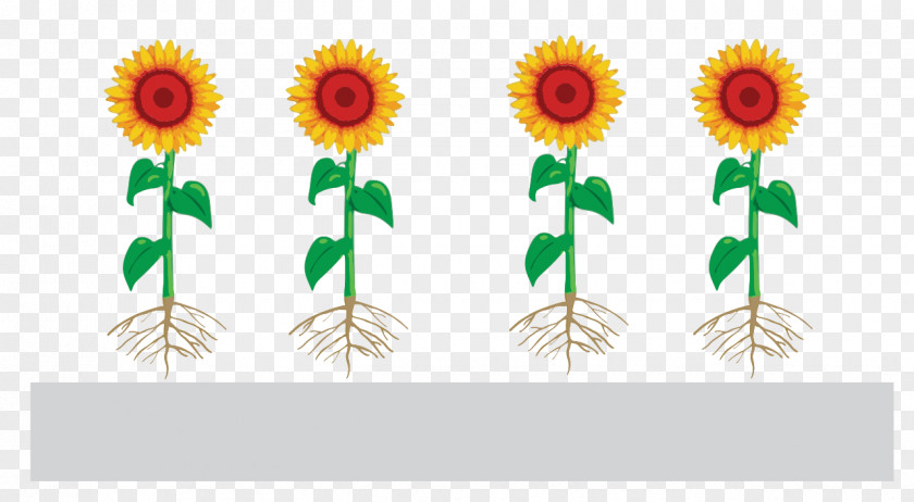 Coating Common Sunflower Function-spacer-lipid Kode Construct Seed Monomer Presentation PNG