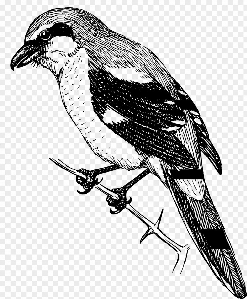 Kiwi Bird Shrike Clip Art PNG