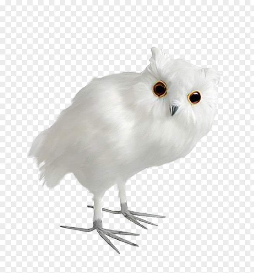 Owl Snowy Bird Clip Art Tawny PNG