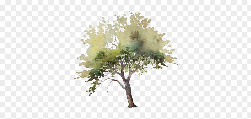 Drawing Trees PNG trees clipart PNG