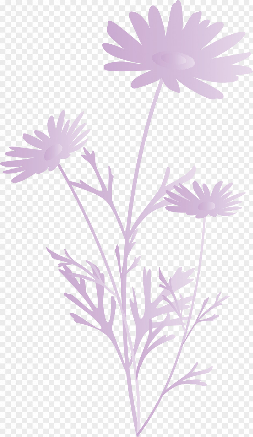 Marguerite Flower Spring PNG