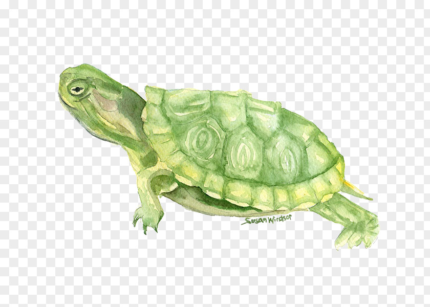 Painted Turtle Watercolor Painting Drawing PNG