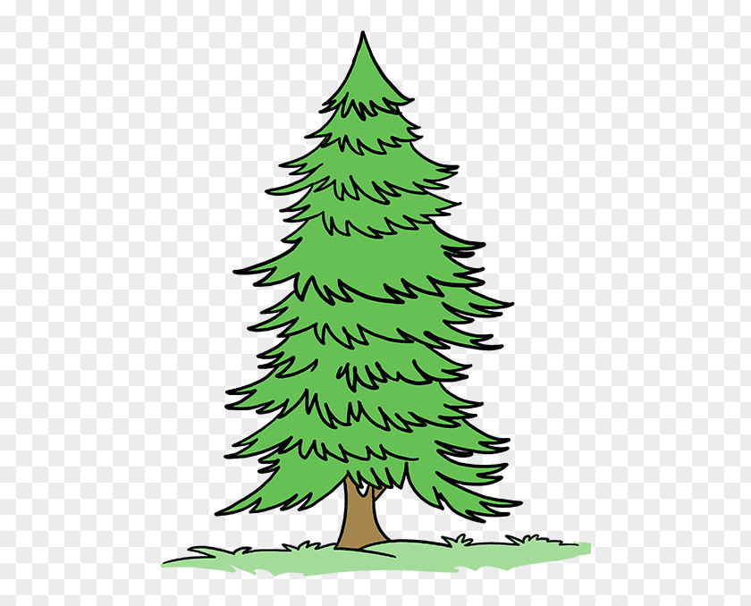 Tree Drawing Fir Pine Evergreen PNG