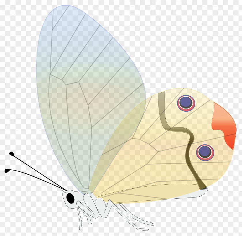 Wings Butterfly Clip Art PNG