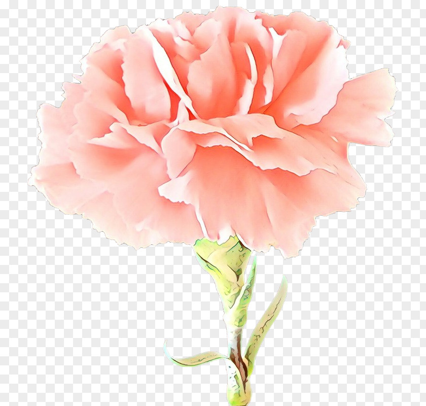 Carnation Rose Garden Roses PNG