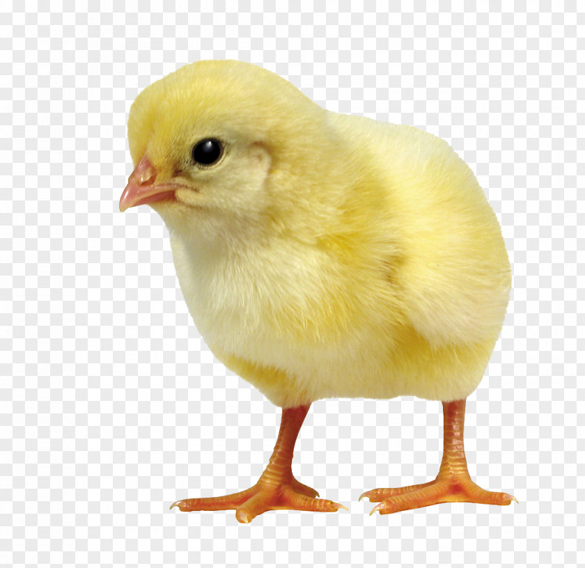 Chick Chicken Duck Bird Incubator Poultry PNG