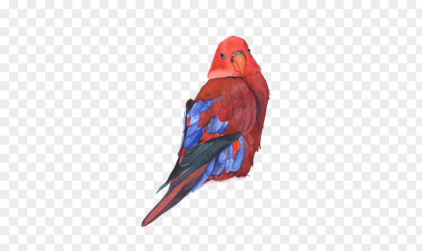 Parrot Watercolor Painting Bird Drawing PNG