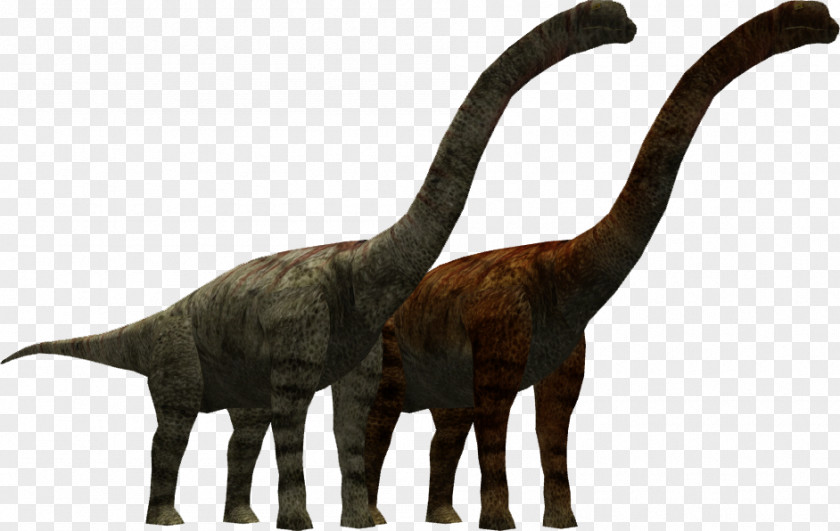 Torosaurus Opisthocoelicaudia Homalocephale Nemegtomaia Animal Velociraptor PNG