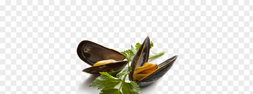 Mussel Seafood PNG