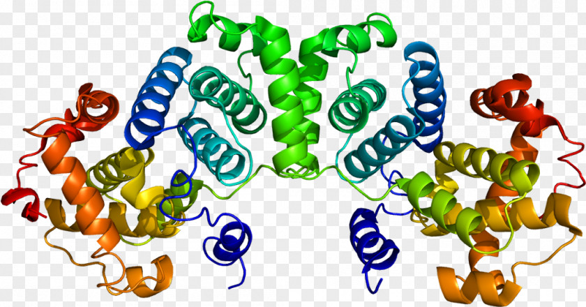 Stability Cartoon Protein Cyclin B1 Cyclin-dependent Kinase PNG