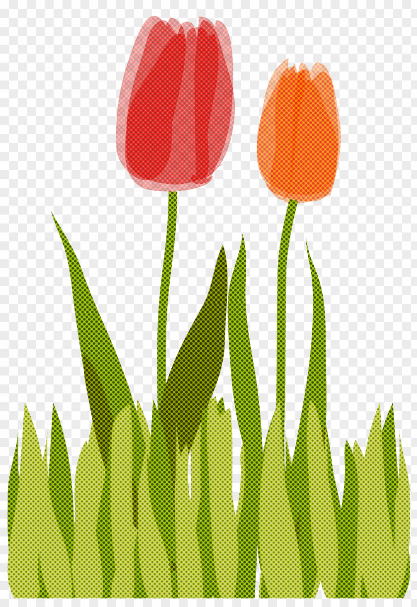 Tulip Flower Plant Leaf Lily Family PNG