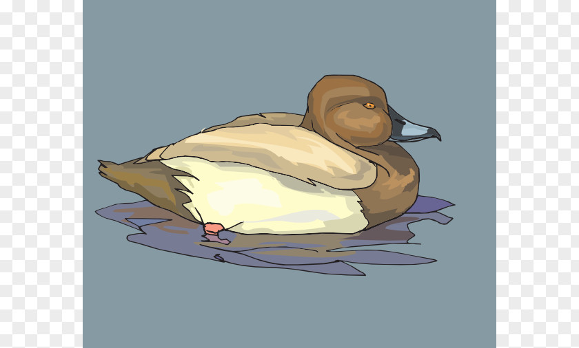 Bird Swimming Cliparts Mallard Duck Clip Art PNG