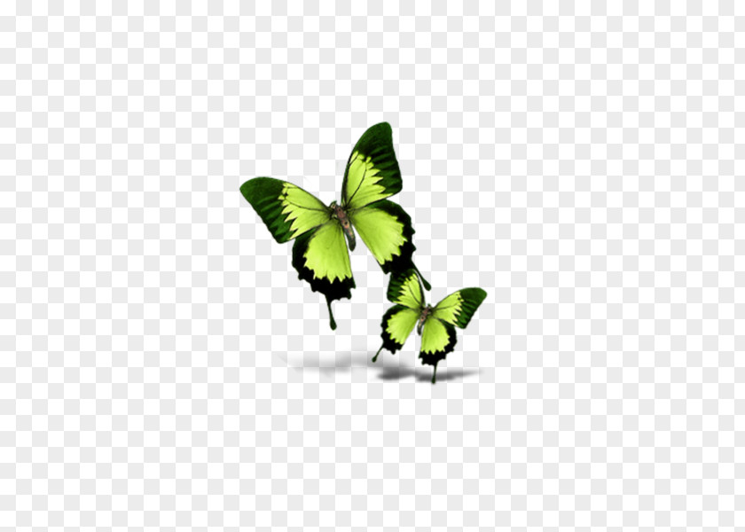 Butterfly Gardening Brush-footed Butterflies PNG
