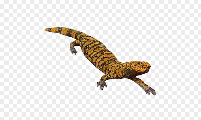 Crocodile Markings Gila Monster Lizard Reptile PNG