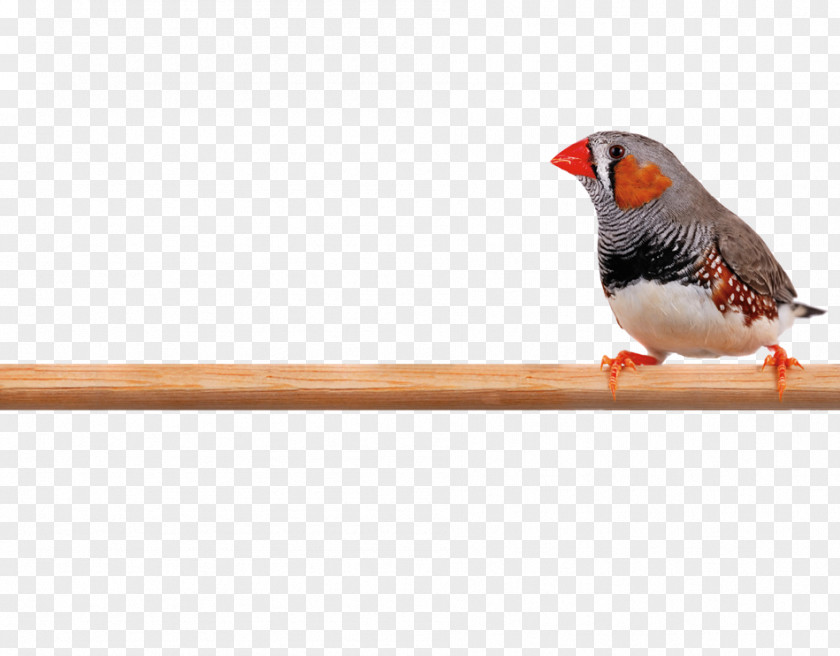 Finch Finches Royalty-free Stock Photography IStock PNG