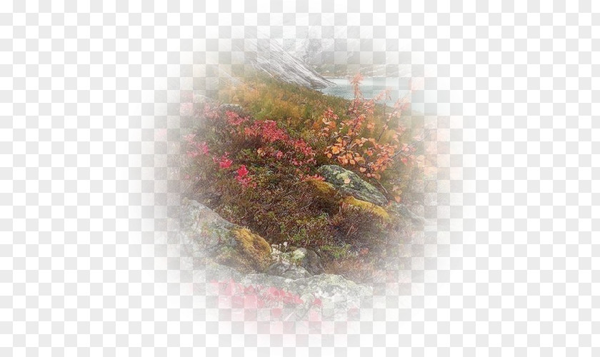 Landscape Wildflower Background Sky PNG