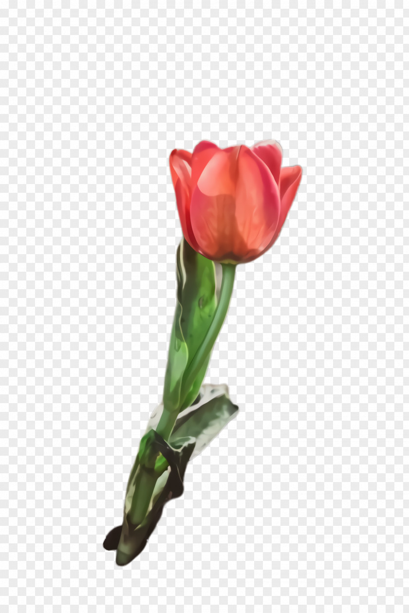 Rose Family Pedicel Lily Flower Cartoon PNG