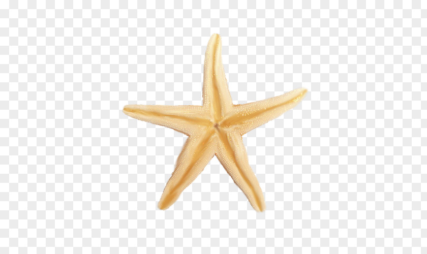Starfish Google Images PNG