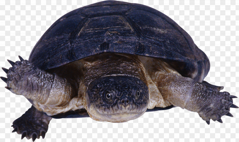 Turtle Reptile PNG