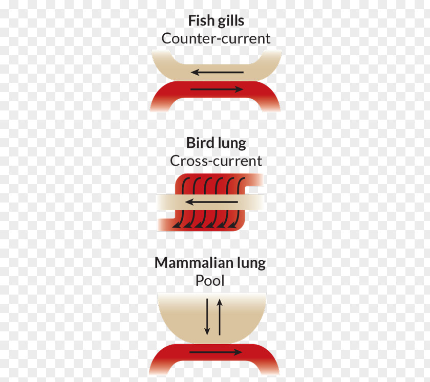 Blood Circulation Bird Naver Blog Dinosaur Majungasaurus Brand PNG