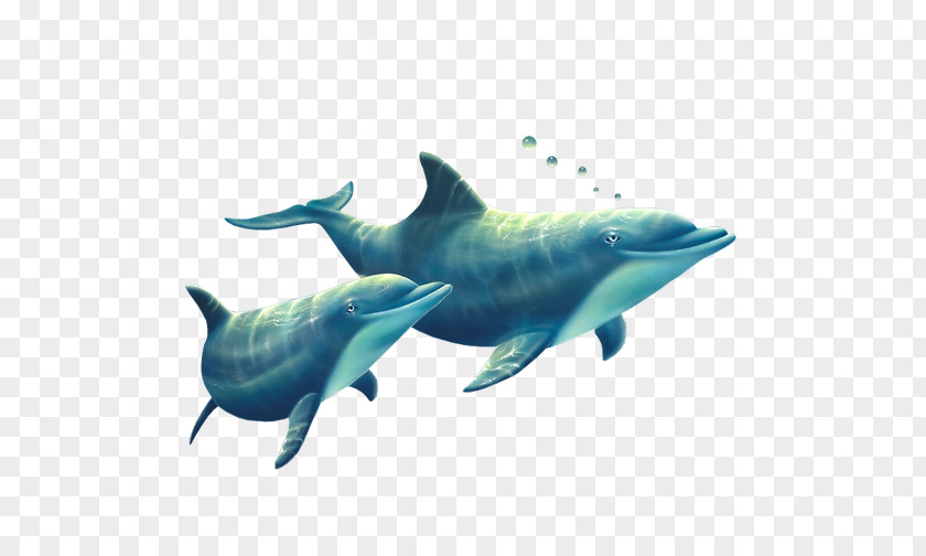 Delfin Common Bottlenose Dolphin Tucuxi Short-beaked Rough-toothed Spinner PNG
