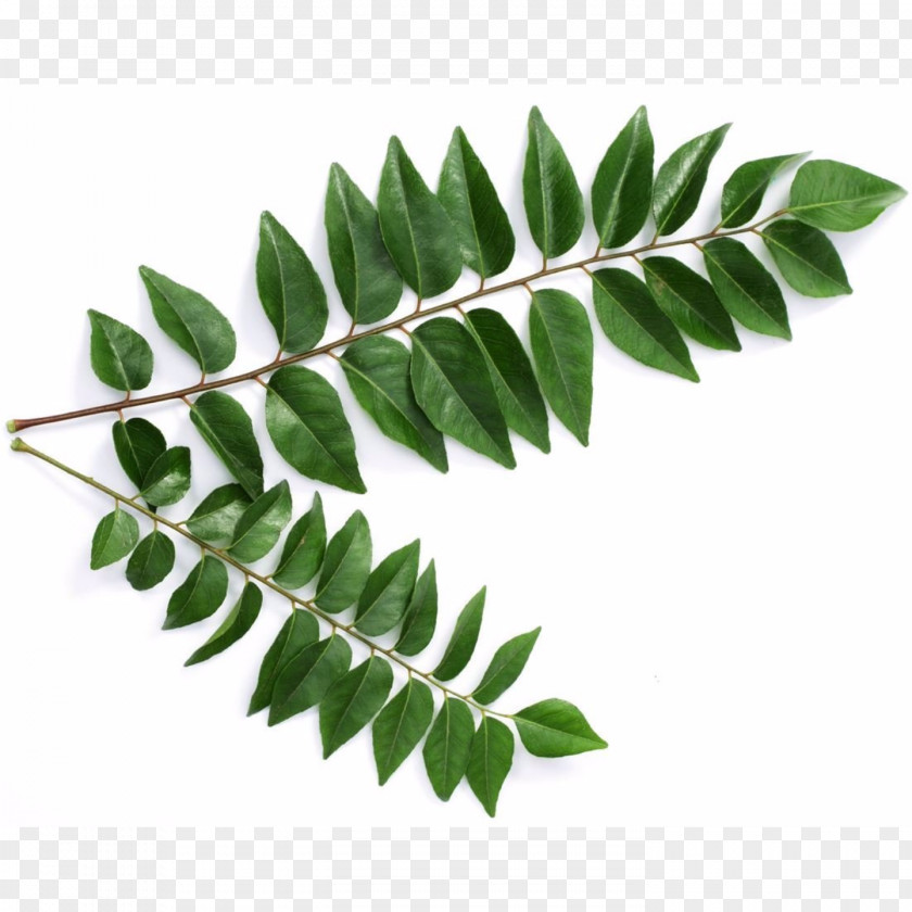 Moringa Curry Tree Leaf Sri Lankan Cuisine Health Indian PNG