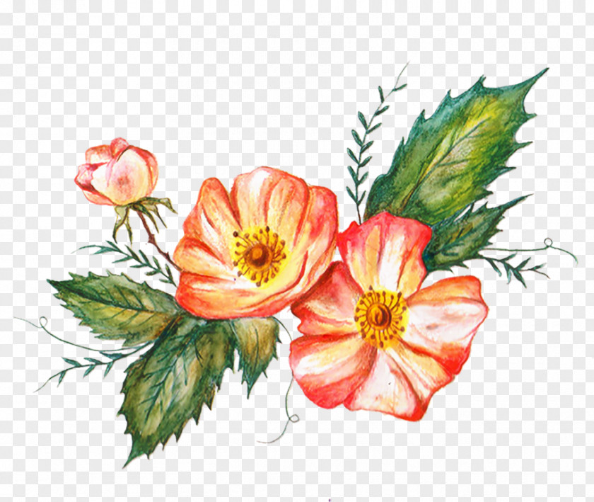 Rose Floral Design Cut Flowers Petal PNG