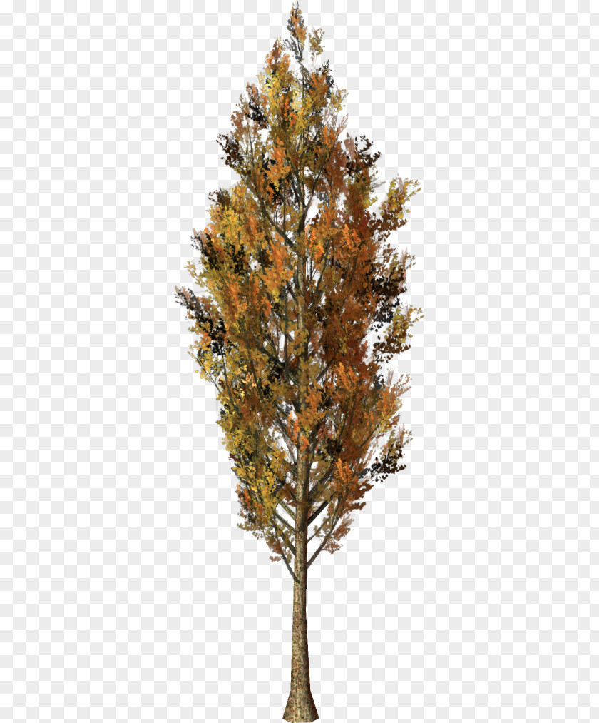 Tree Larch Spruce Forest Pine PNG